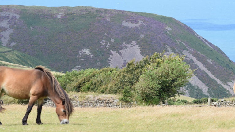 Pony grazing in